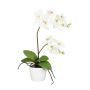 Dekorativní květina Phalaenopsis orchidej MORLEK, keramický květináč, kořeny, krémová, 60cm