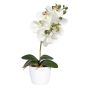 Dekorativní květina orchidej Phalaenopsis DRINTOR, keramický květináč, kořeny, bílo-zelená, 40cm