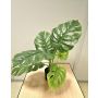 Umělá rostlina Philodendron monstera deliciosa CUNKYN v dekorativním květináči, 60cm
