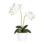 Dekorativní květina orchidej Phalaenopsis FRUXO, keramický květináč, kořeny, bílá, 50cm