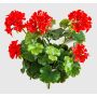 Umělá pelargonie OTTAVIA na tyči, křížové dveře, červená, 40cm