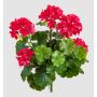 Umělá pelargonie OTTAVIA na tyči, křížová dvířka, růžová, 40cm