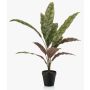 Umělá rostlina Calathea Makoyana WIDO v dekorativním květináči, zeleno-vínově červená, 60cm