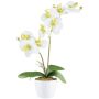 Umělá orchidej Phalaenopsis KRUZBER, keramický květináč, kořeny, bílo-zelená, 55cm