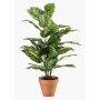 Umělá rostlina Dieffenbachia ELSAWA v terakotovém květináči, zelená, 65cm