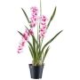Dekorativní květina orchidej Cymbidium KLORVEN, kořeny, bílo-fialová, 80cm