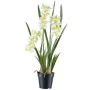 Dekorativní květina Cymbidium orchidej KLORVEN, kořeny, bílo-zelená, 80cm