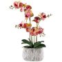 Umělá orchidej Phalaenopsis BLORVEN, cementový květináč, kořeny, žlutorůžová, 55cm