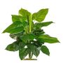 Umělá rostlina Philodendron Scandens GIMPA, tyč, 50cm