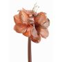 Sametový amarylis KIRSTY, lososový, 70cm, Ø13-15cm