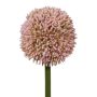 Dekorativní květina Allium MENKES, růžová, 65cm