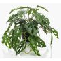 Dekorační filodendron monstera deliciosa TREVYN, 55cm