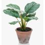 Umělá kalatea orbifolia ESMIE v terakotovém květináči, zelenobílá, 30cm