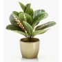 Umělá maranta SITULA v keramickém květináči zlatá, zeleno-červený, 30cm
