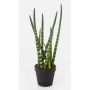 Umělá sansevieria cylindrica AIDANA, zelenožlutá, 40cm