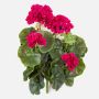 Umělá pelargonie CAPH na zápichu, fialová, 30cm