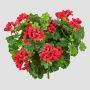 Umělá pelargonie KAISA na zápichu, červená, 35cm