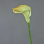 Dekorativní květina calla DAISCHI, žlutozelená, 70cm