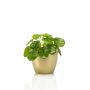Umělá pilea SYBIL v keramickém zlatém květináči, zelená, 13cm