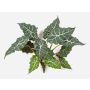 Umělá Alocasia Sanderiana ORLANDA, zelenobílá, 60cm