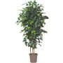 Dekorativní Ficus Benjamini LEONORET, skutečné kmeny, zelený, 150cm - vyrobeno v Itálii