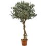 Umělý olivovník PLACIDO, skutečný kmen, s plody, 275cm - Vyrobeno v Itálii