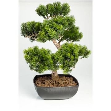Umělý strom bonsai pínie SHADIA, s kořeny, v bonsajové míse, 50cm Umělý strom bonsai pínie SHADIA, s kořeny, v bonsajové míse, 50cm