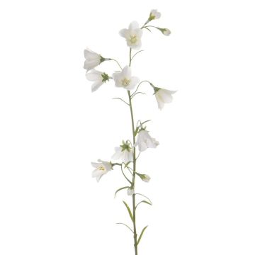 Umělá rostlina zvonek GISELA, bílá, 65cm, Ø5cm