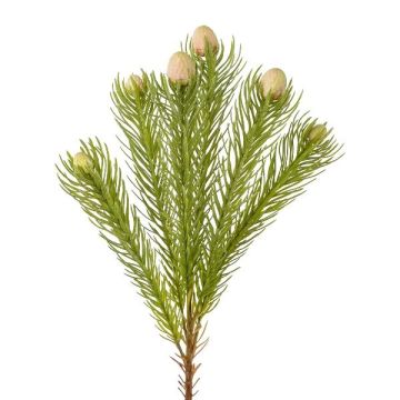 Dekorační větvička - polštářek Protea KROLI, krémově zelená, 50cm