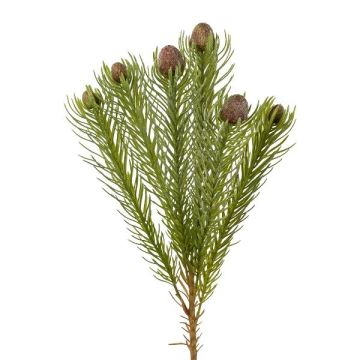 Dekorační větvička - polštářek Protea KROLI, hnědozelená, 50cm