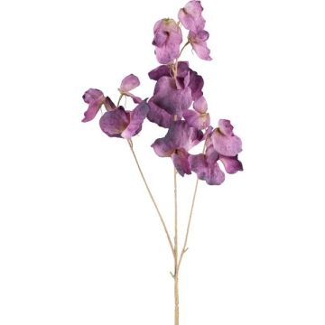 Dekorativní větvička Lathyrus latifolius SLIRKEN, tmavě fialová, 75cm Dekorativní větvička Lathyrus latifolius SLIRKEN, tmavě fialová, 75cm