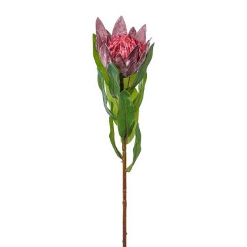 Dekorativní květina Königs Protea WANBA, fialová, 50cm Dekorativní květina Königs Protea WANBA, fialová, 50cm