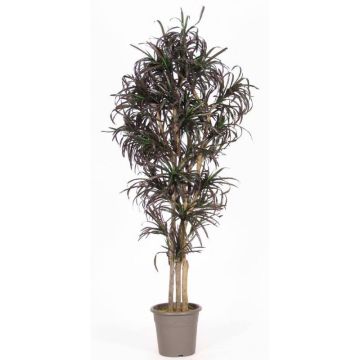 Umělá Dracaena Marginata KIMANORA, přírodní stonky, zeleno-červená, 125cm - vyrobeno v Itálii Umělá Dracaena Marginata KIMANORA, přírodní stonky, zeleno-červená, 125cm - vyrobeno v Itálii