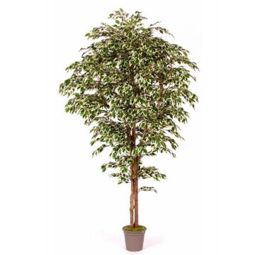Umělý fíkus Benjamini LINETTE, přírodní stonky, zelenobílý, 150cm - Vyrobeno v Itálii Umělý fíkus Benjamini LINETTE, přírodní stonky, zelenobílý, 150cm - Vyrobeno v Itálii