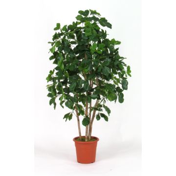Umělý strom Schefflera NANETTE, skutečné stonky, zelený, 175cm - Vyrobeno v Itálii Umělý strom Schefflera NANETTE, skutečné stonky, zelený, 175cm - Vyrobeno v Itálii