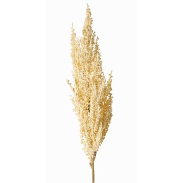 Dekorativní větev prosa čiroku WADDY s klasy, krémová, 80cm Dekorativní větev prosa čiroku WADDY s klasy, krémová, 80cm