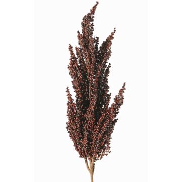 Dekorativní větvička čiroku WADDY s klasy, tmavě červená, 80cm Dekorativní větvička čiroku WADDY s klasy, tmavě červená, 80cm
