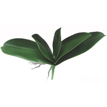 Umělé listy orchideje Phalaenopsis PRIMALA, vzdušný kořen, 21x26cm Umělé listy orchideje Phalaenopsis PRIMALA, vzdušný kořen, 21x26cm