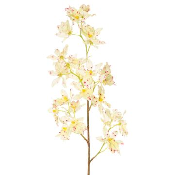 Umělá větev orchideje Odontoglossum BELANIA, krémově růžová, 75cm