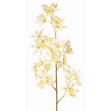 Umělá větev orchideje Odontoglossum BELANIA, krémově růžová, krémovo-fuchsiová, 75cm