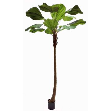 Dekorativní paprskovitá palma OBERTA, 260cm