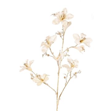 Sametová větvička bauhinie GAZERA, krémově zlatá, 115cm