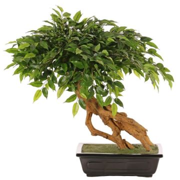 Plastová bonsaj Ficus benjamina ALMIROS v hliněném květináči, 60cm Plastová bonsaj Ficus benjamina ALMIROS v hliněném květináči, 60cm