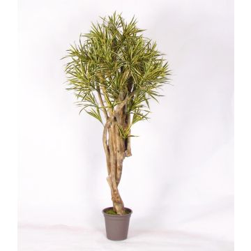 Dekorativní dracéna Dracaena Reflexa Jamaica KASANDRA, přírodní stonky, zelenožlutá, 200cm - vyrobeno v Itálii Dekorativní dracéna Dracaena Reflexa Jamaica KASANDRA, přírodní stonky, zelenožlutá, 200cm - vyrobeno v Itálii