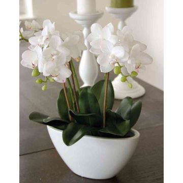 Art Phalaenopsis orchidej JASMIN v keramick&eacute; misce, b&iacute;l&aacute;, 40cm