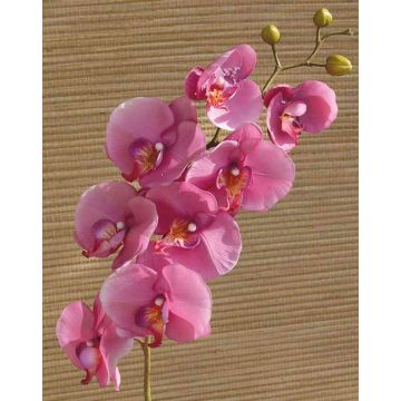 Dekorativní větvička orchideje phalaenopsis RICKY, růžová, 105cm