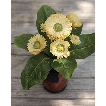 Umělá kopretina MORGANA, terakotový květináč, meruňková barva, 15cm, Ø2-4cm