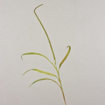 Umělá psárka luční WILLY s latami, zelenohnědá, 105cm