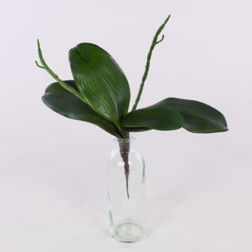 Uměl&eacute; listy Phalaenopsis orchidej DORTE, vzdu&scaron;n&eacute; kořeny, 22x28cm