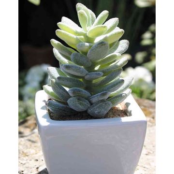 Umělé pachyphytum oviferum ROBBIE, keramický květináč, zelený, 13cm